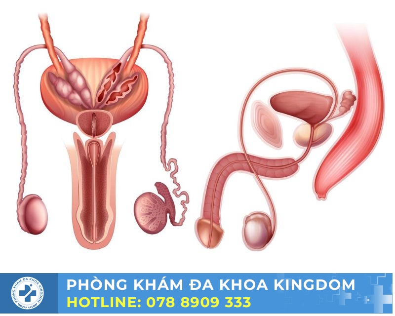 Tìm hiểu bệnh viêm đường tiết niệu, nên điều trị sớm để có kết quả tốt